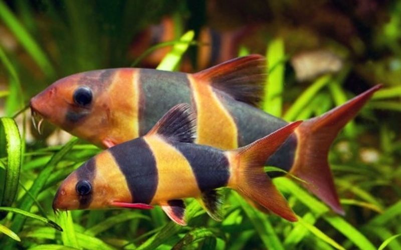 Các loài cá cảnh đẹp