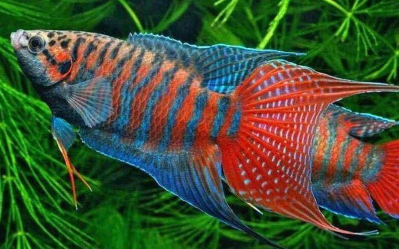 Các loài cá cảnh đẹp