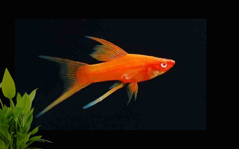 Các loài cá cảnh đẹp
