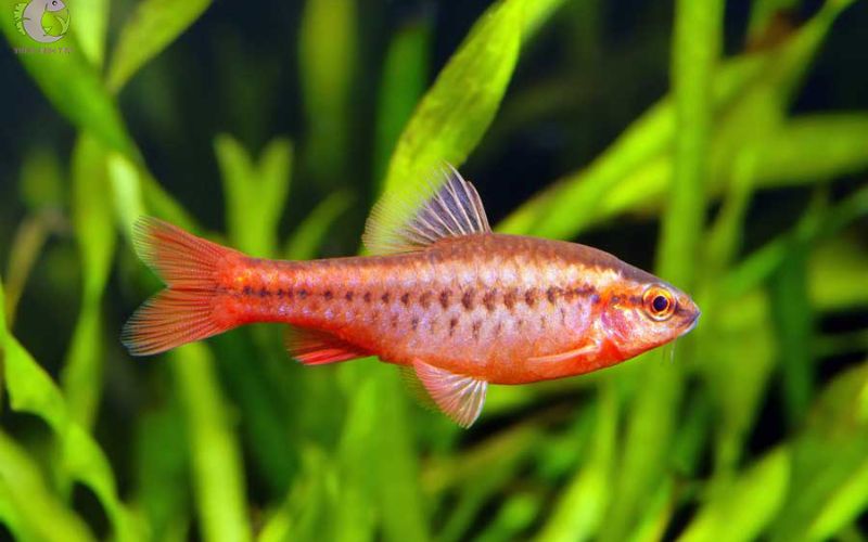Các loài cá cảnh đẹp