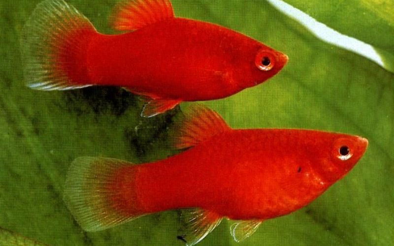 Các loài cá cảnh đẹp