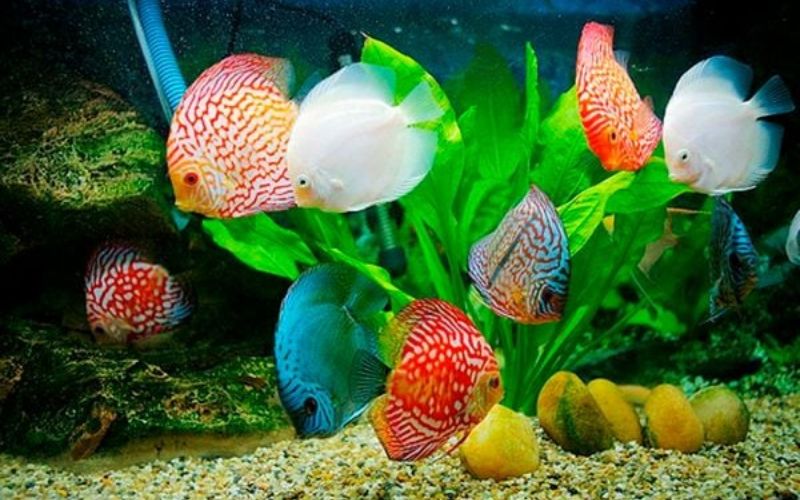 Các loài cá cảnh đẹp