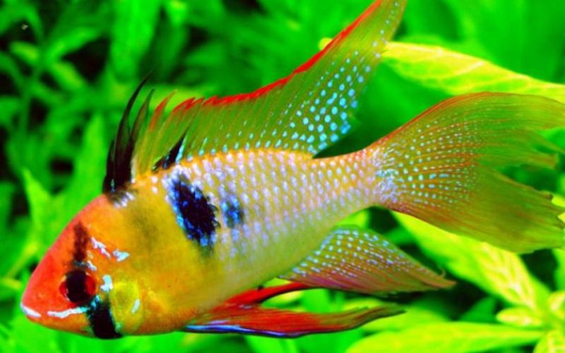 Các loài cá cảnh đẹp