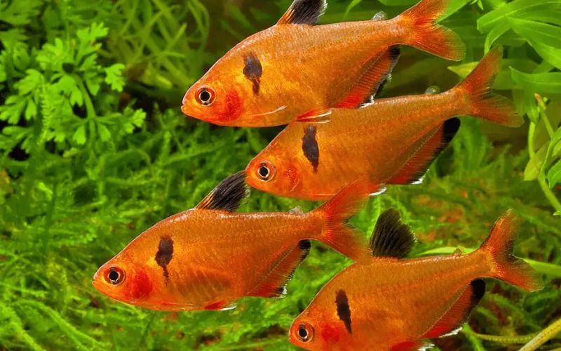 Các loài cá cảnh đẹp