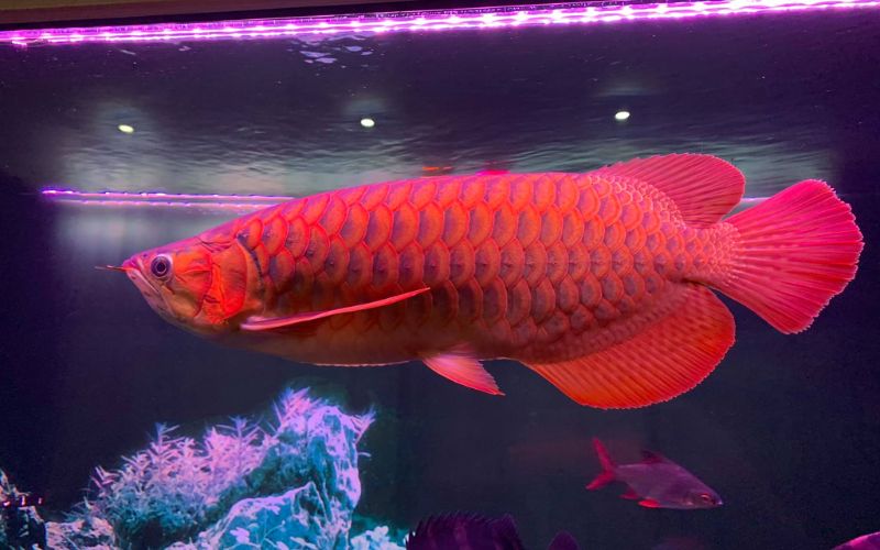 Các loài cá cảnh đẹp
