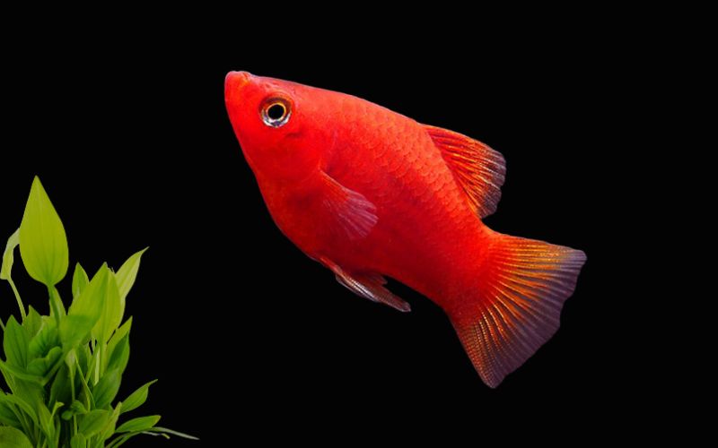 Các loài cá cảnh đẹp