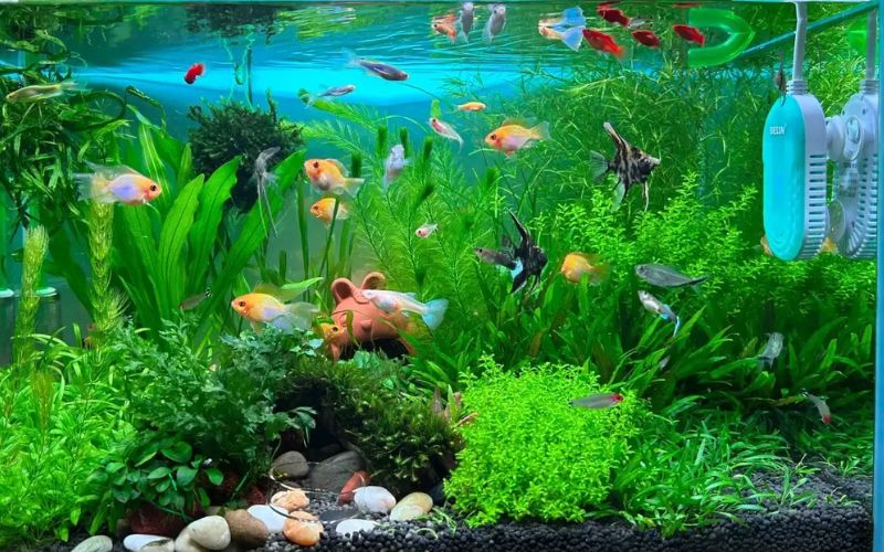 Các loài cá cảnh đẹp