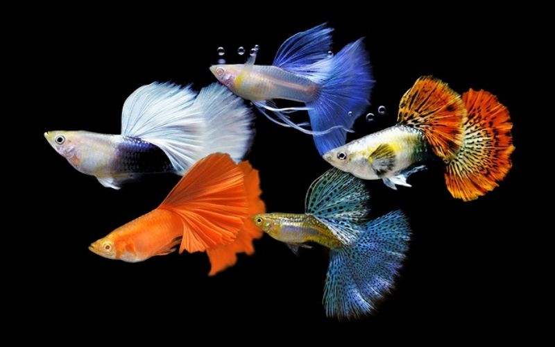 Các loài cá cảnh đẹp