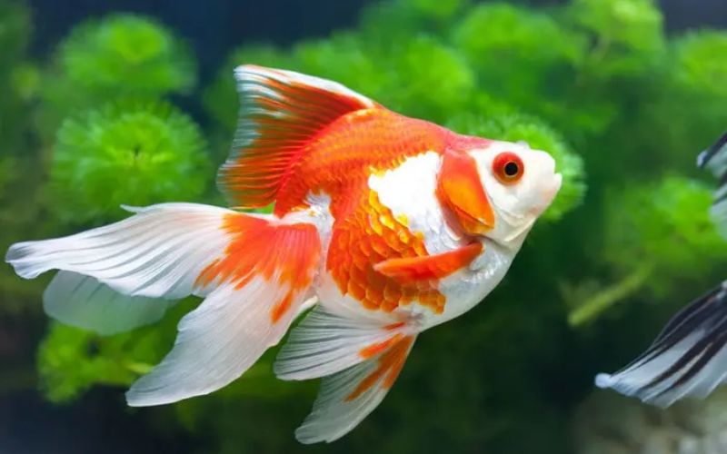 Các loài cá cảnh đẹp