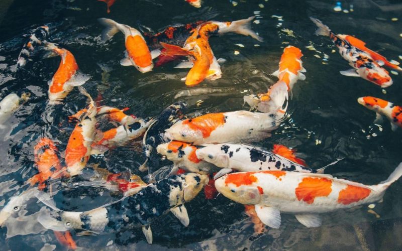 Các loài cá cảnh đẹp