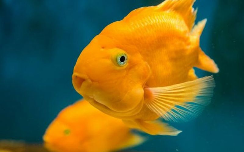 Các loài cá cảnh đẹp