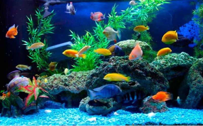 Các loài cá cảnh đẹp