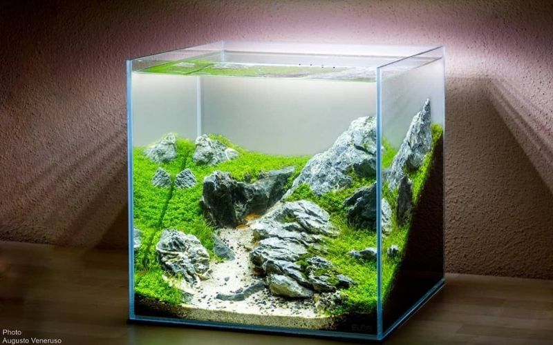 Cách làm hồ cá thủy sinh