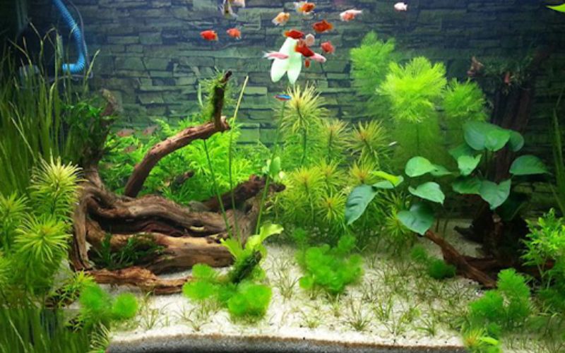 Cách làm hồ cá thủy sinh