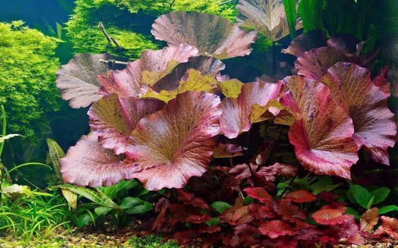 cây thủy sinh bể cá