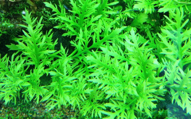 cây thủy sinh bể cá