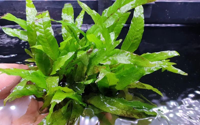 cây thủy sinh bể cá