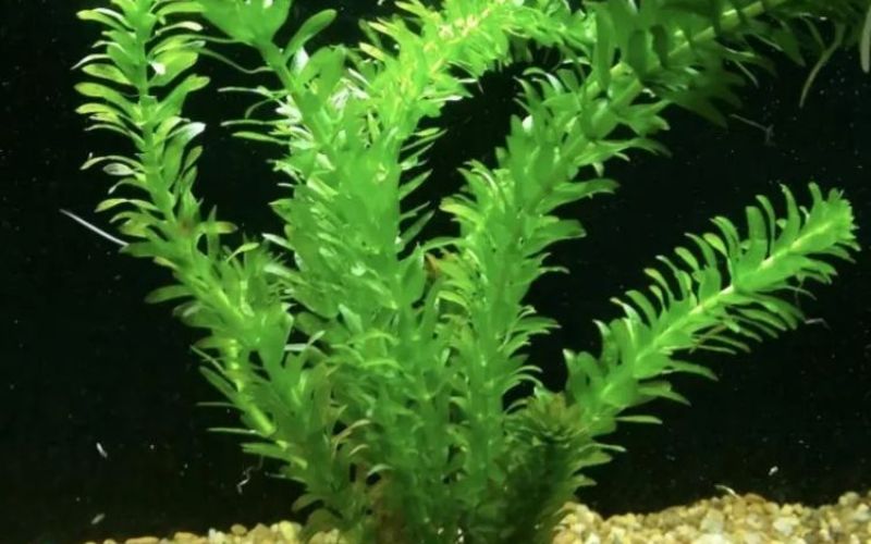 cây thủy sinh bể cá