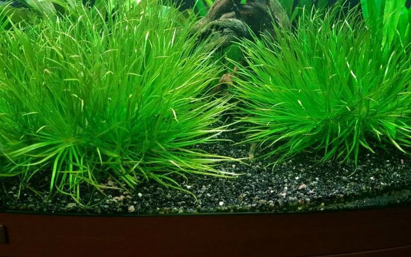 cây thủy sinh bể cá