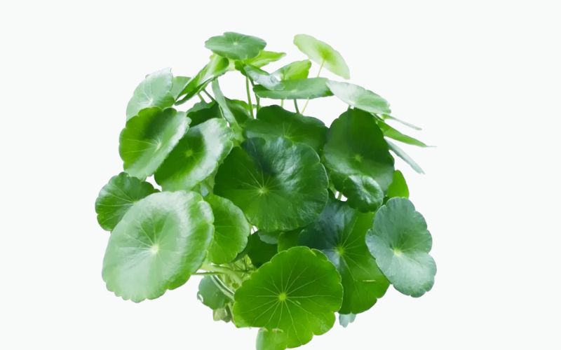 cây thủy sinh bể cá