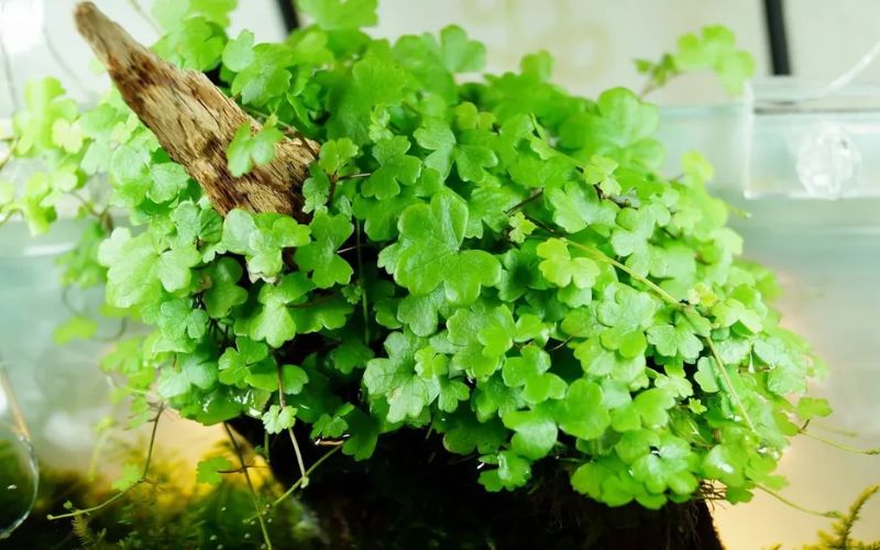 cây thủy sinh bể cá