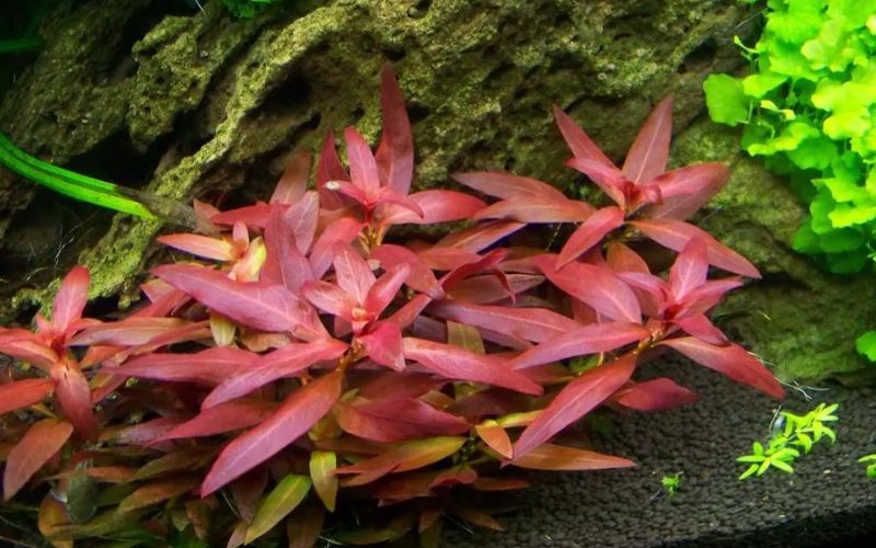 cây thủy sinh bể cá