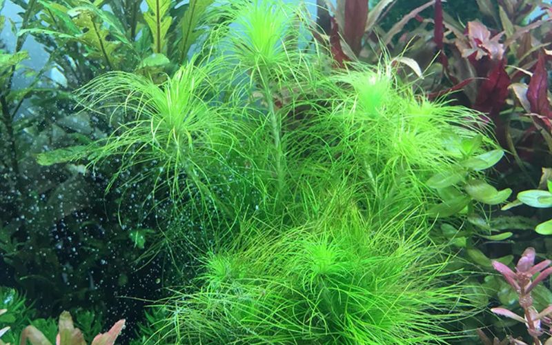 cây thủy sinh bể cá