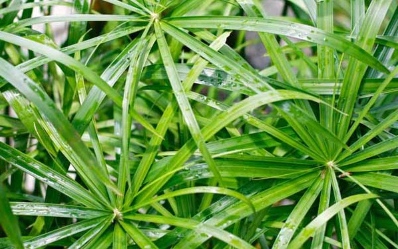 cây thủy sinh bể cá