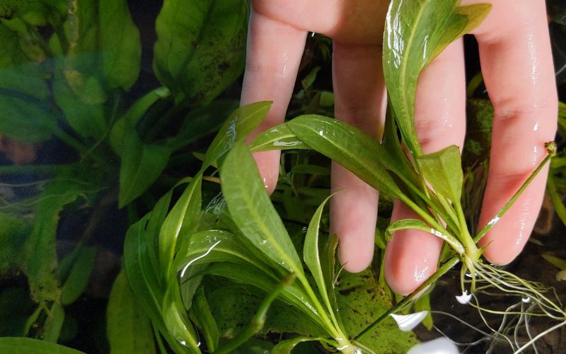 cây thủy sinh bể cá