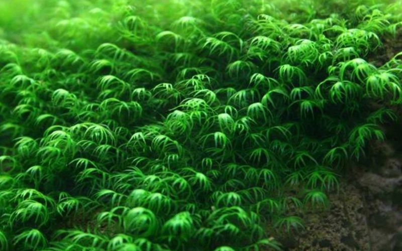 cây thủy sinh bể cá