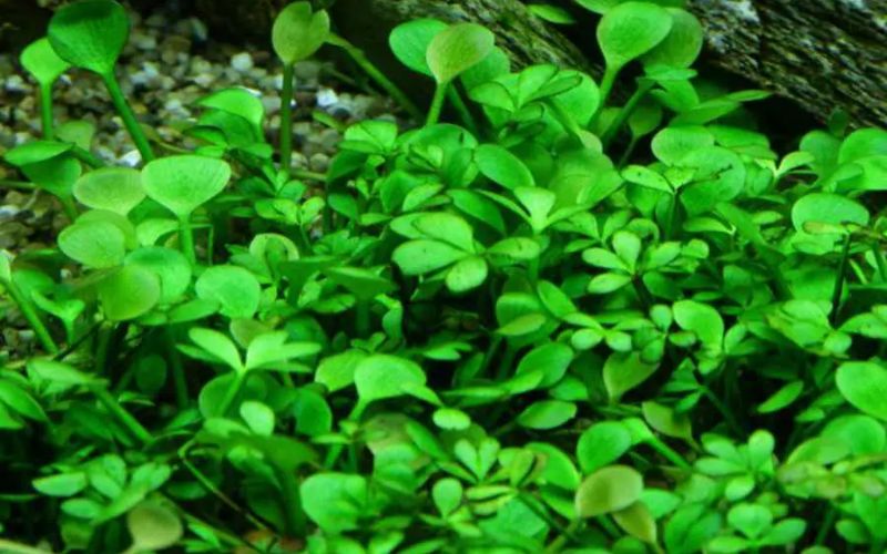 cây thủy sinh bể cá