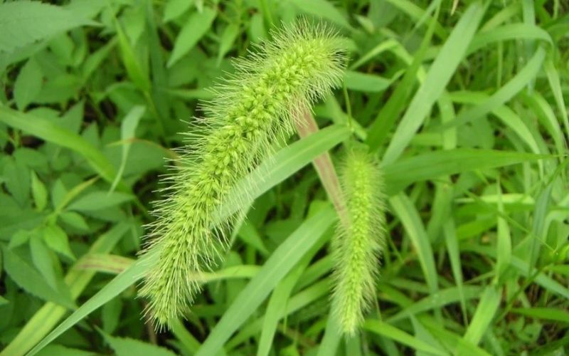 cây thủy sinh bể cá