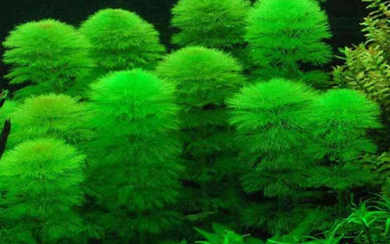 cây thủy sinh bể cá