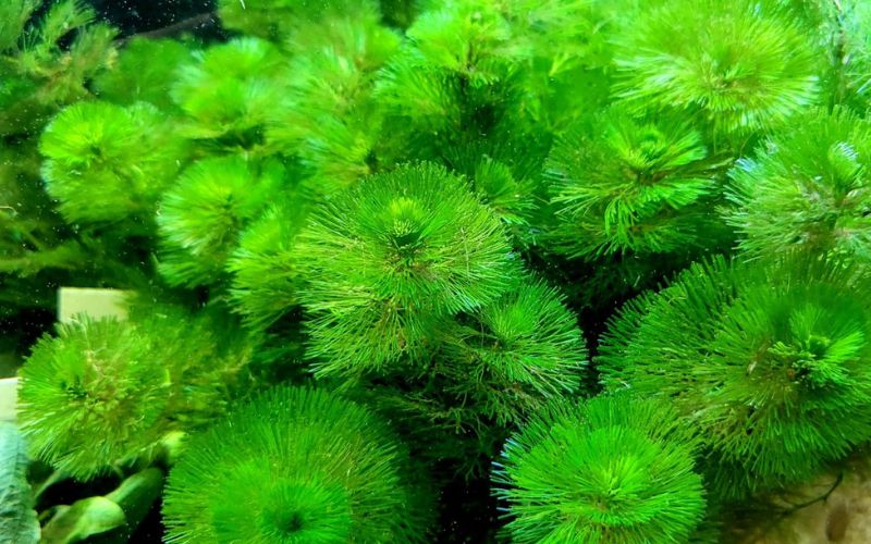 cây thủy sinh bể cá