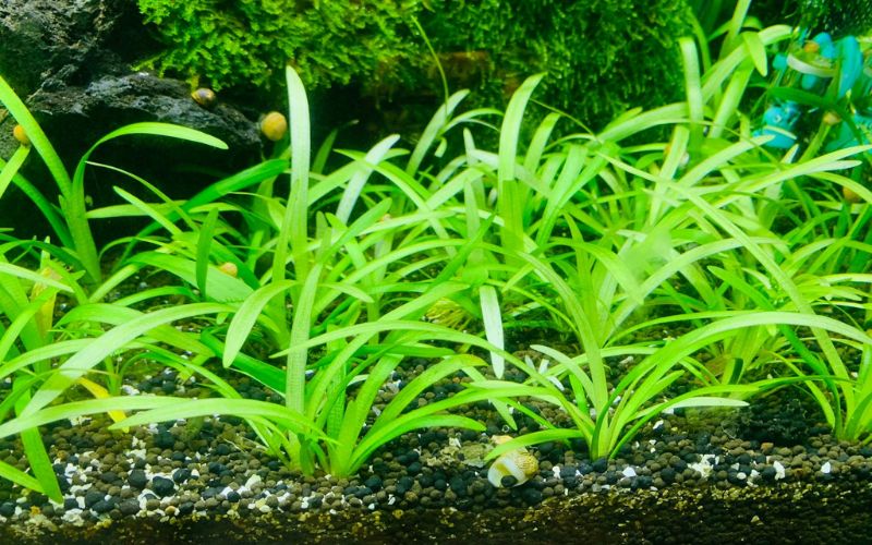 cây thủy sinh bể cá