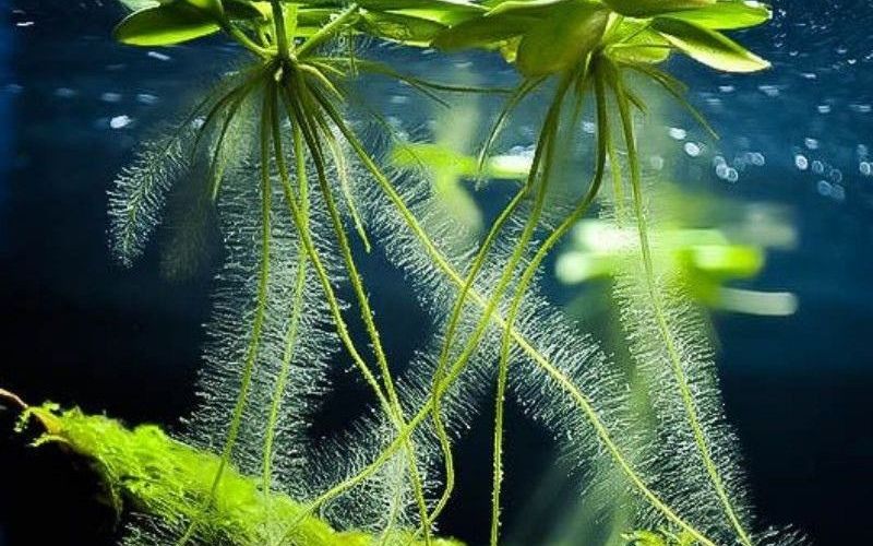 cây thủy sinh bể cá
