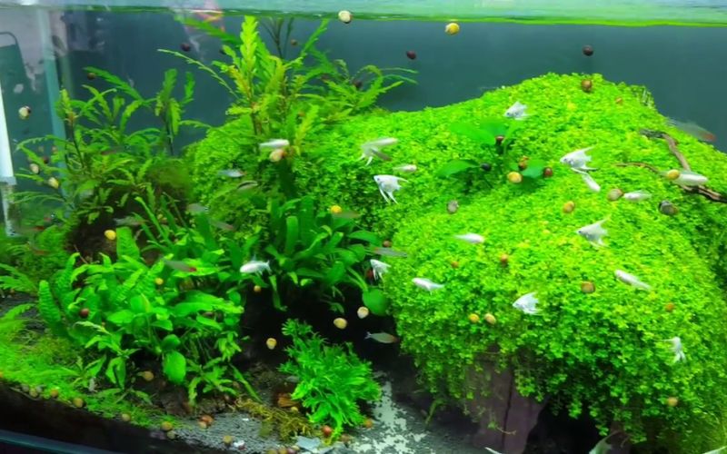cây thủy sinh bể cá