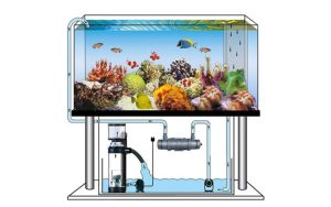 lọc bể cá thủy sinh