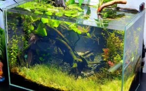 cách trang trí hồ cá đẹp đơn giản