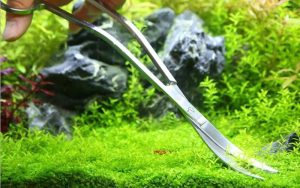 cách trồng cây thủy sinh