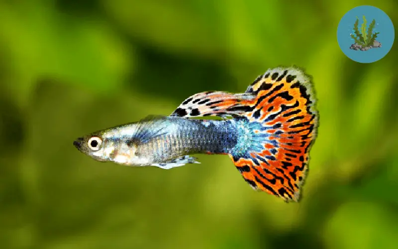 giá cá cảnh