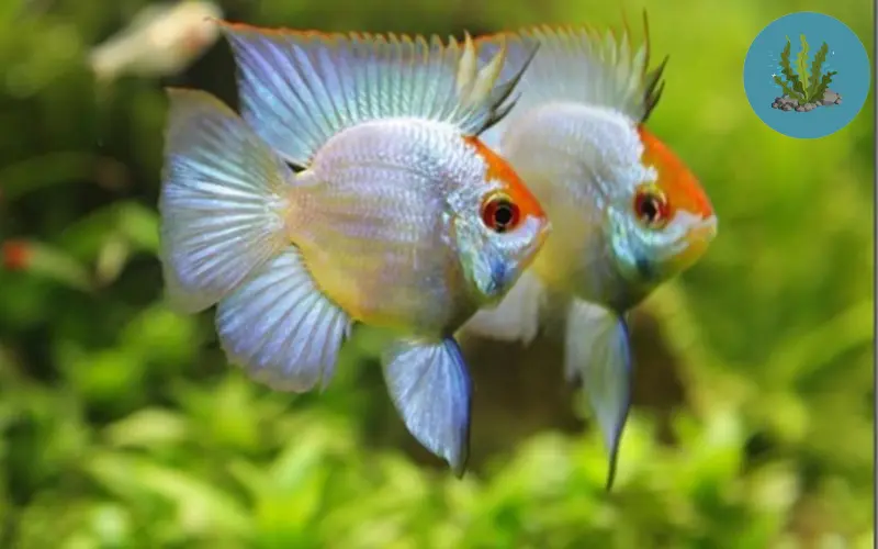 giá cá cảnh