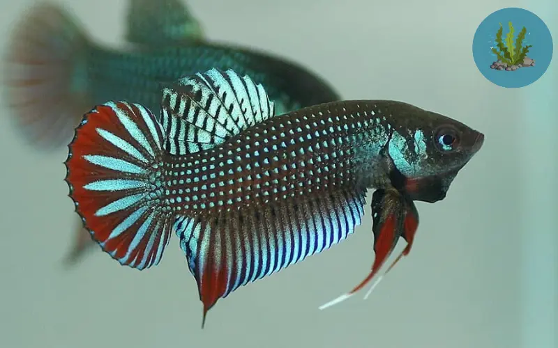 giá cá cảnh
