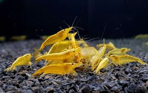 Kinh nghiệm nuôi tép cảnh