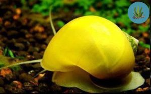 ốc táo có ăn cây thủy sinh không