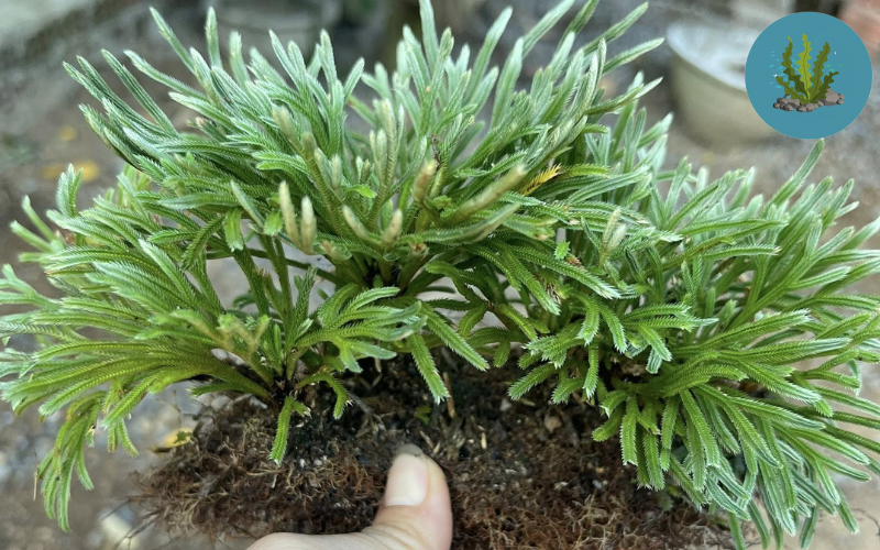 Thủy Sinh Việt