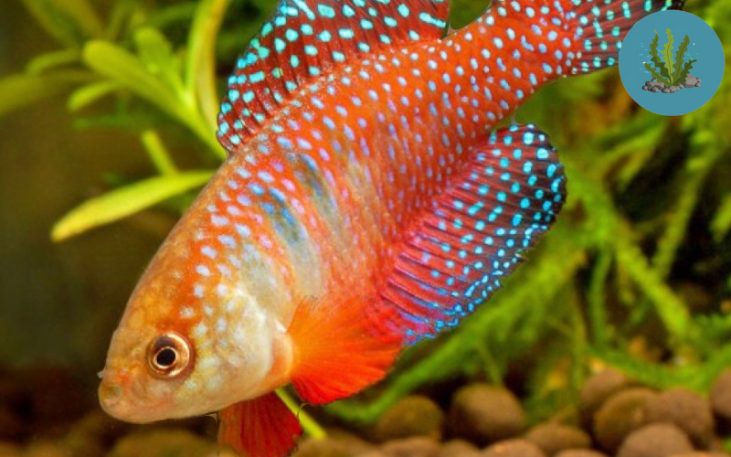 Thủy Sinh Việt