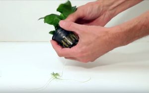 xử lý cây thủy sinh trước khi trồng