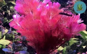Các loại rong thủy sinh