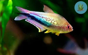 cá Neon có bao nhiêu loại